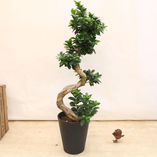 観葉植物 おしゃれ：ガジュマル 多幸の木 *昇り竜 精霊の樹 セラアート