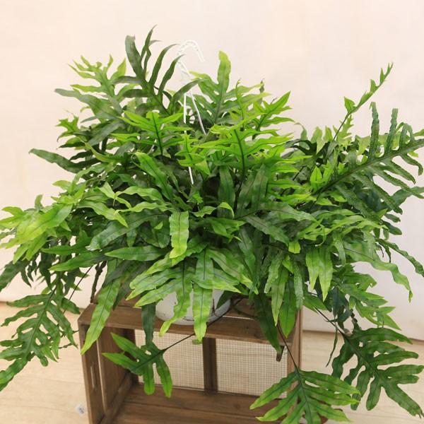 観葉植物 おしゃれ ミクロソリウム ディベルシフォリウム 吊り鉢 ｘｌｌ F4284 遊恵盆栽 Yahoo 店 通販 Yahoo ショッピング