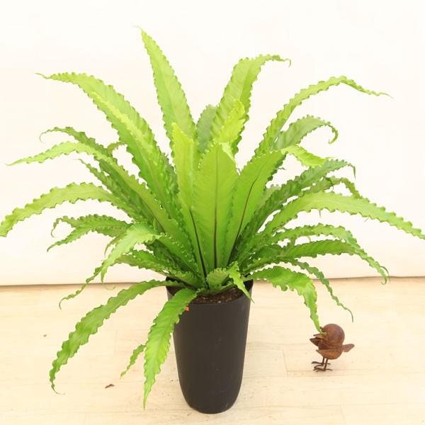 おしゃれ 観葉植物：アスプレニウム ビクトリア* : 遊恵盆栽