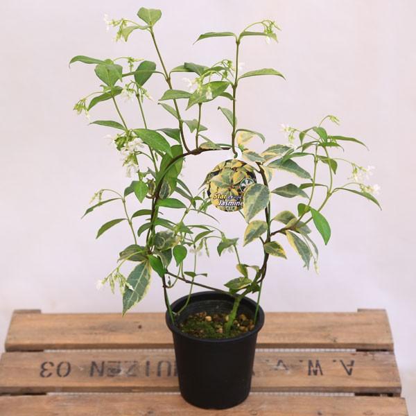 鉢花 スタージャスミン ジャスミン アーチ仕立て Buyee Servis Zakupok Tretim Licom Buyee Pokupajte Iz Yaponii