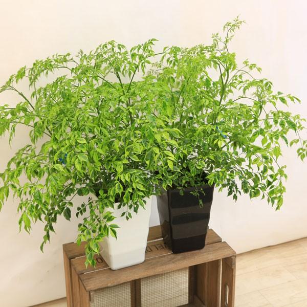 観葉植物 おしゃれ：ステレオスペルマム* : 遊恵盆栽 Yahoo!店 - 通販