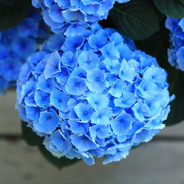 鉢花 アジサイ 紫陽花 カメレオンハイドランジア ピンクはお花終わりました Buyee Buyee 提供一站式最全面最专业现地yahoo Japan拍卖代bid代拍代购服务 Bot Online