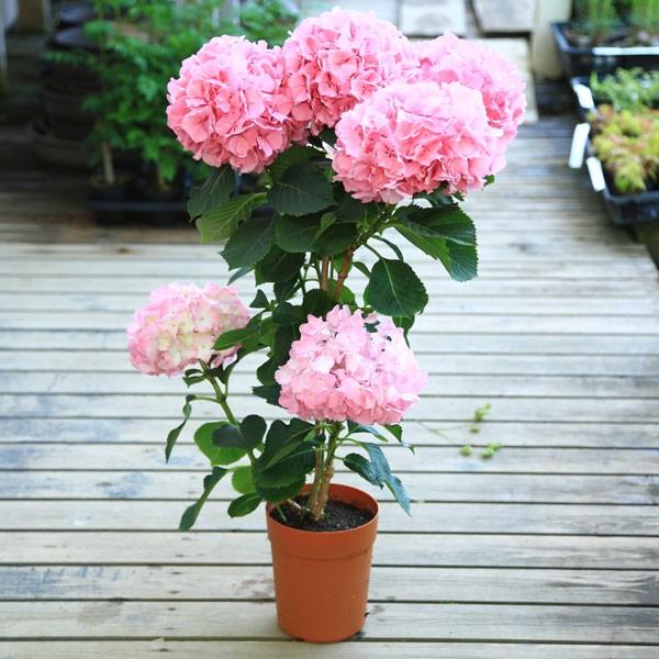 鉢花 アジサイ 紫陽花 カメレオンハイドランジア ピンクはお花終わりました Buyee Buyee 提供一站式最全面最专业现地yahoo Japan拍卖代bid代拍代购服务 Bot Online