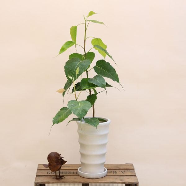 おしゃれ 観葉植物：インドボダイジュ*陶器鉢BB127 受皿付 印度菩提樹