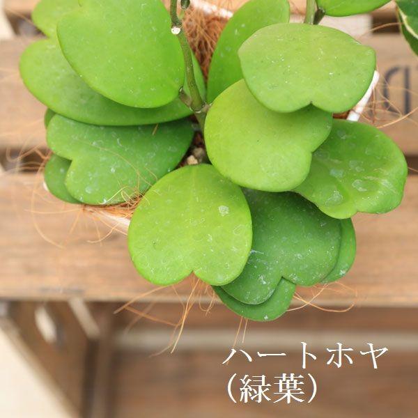 観葉植物 多肉植物 ホヤ カルノーサ ハートホヤ リップカラー 陶器鉢 ほや 飾りヤシ Buyee Buyee 日本の通販商品 オークションの代理入札 代理購入