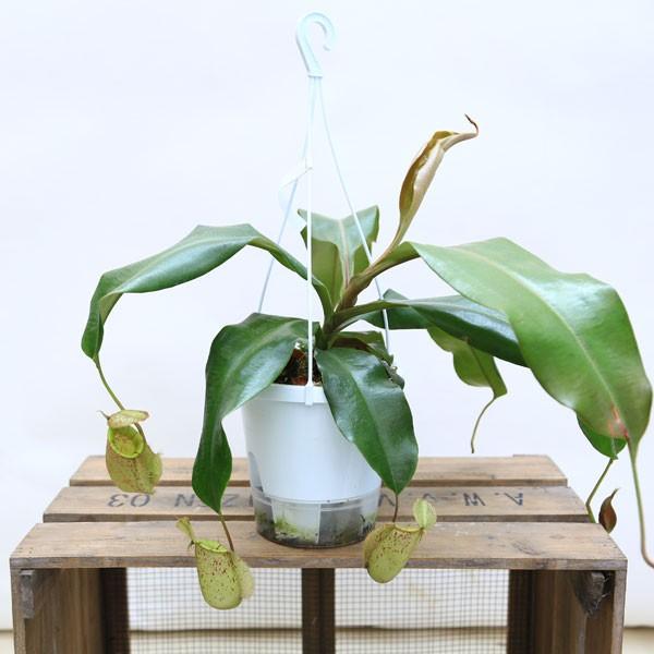 観葉植物 食虫植物：ウツボカズラ ネペンテス“アンプラリア”交配種