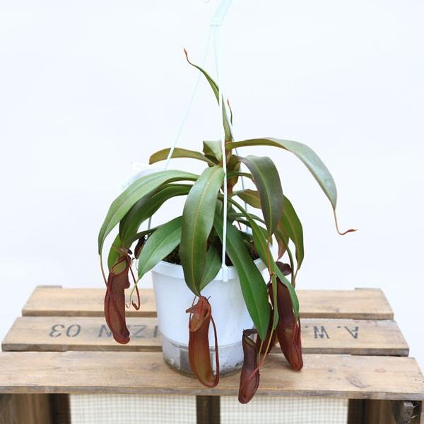 観葉植物 食虫植物：ウツボカズラ ネペンテス“レッドピコティ”交配種