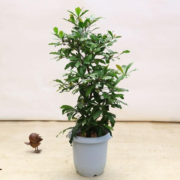 【ミルコップ】　 ミラクルフルーツ鉢植え120cm ミルコップ様専用】 ミラクルフルーツ鉢植え120cm