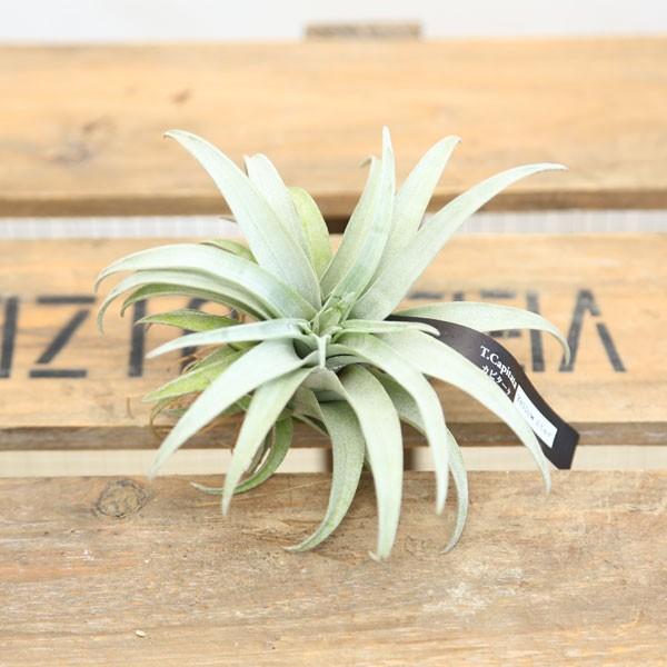 観葉植物 チランジア エアープランツ カピタータ イエロースター F43 遊恵盆栽 Yahoo 店 通販 Yahoo ショッピング