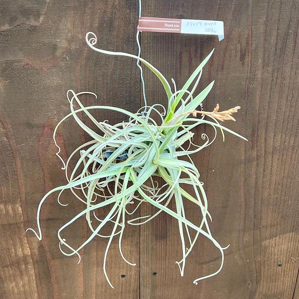 観葉植物：チランジア ストレプトカルパ*エアープランツ 現品をお届け