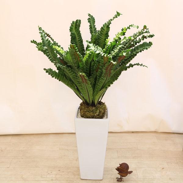 おしゃれ 観葉植物 タニワタリ アカキ 陶器鉢 白ゼオライト 大型ヤマト便 Sale F4406 遊恵盆栽 Yahoo 店 通販 Yahoo ショッピング