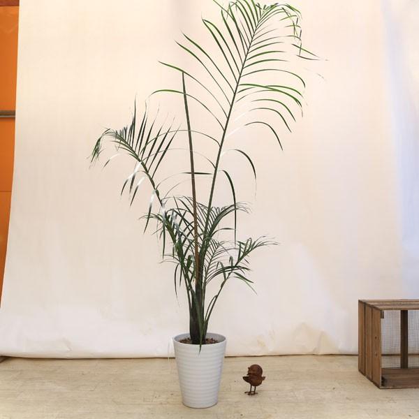 【現品】ミツヤヤシ　ミエミツヤシ（トライアングルパーム・三角ヤシ）　9号　あ７番 現品】ミツヤヤシ ミエミツヤシ（トライアングルパーム・三角