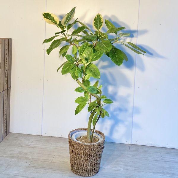 おしゃれ 観葉植物：フィカス アルテシーマ(アルティシーマ)*カゴ付き 