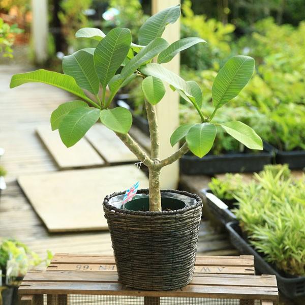 【最終値下げ】プルメリア　大型　鉢付き価格 観葉植物 おしゃれ 鉢花：プルメリア（インドソケイ）*バスケット付き