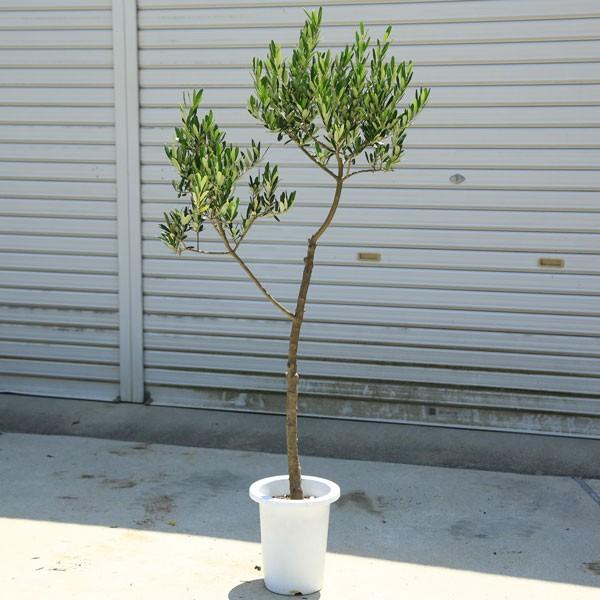 観葉植物 おしゃれ：オリーブの木*SOUJU（創樹） 品種不明 現品 : 遊恵