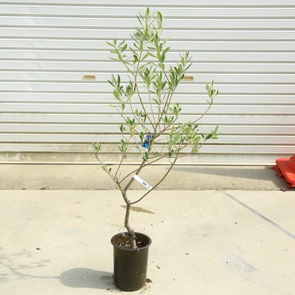 観葉植物 おしゃれ：オリーブの木 6号*SOUJU（創樹） シプレッシーノ