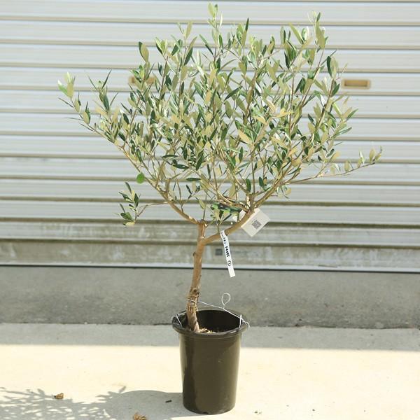 観葉植物 おしゃれ:オリーブの木 6号*SOUJU(創樹) ミッション 観葉植物 おしゃれ:オリーブの木 6号*SOUJU(創樹) ミッション