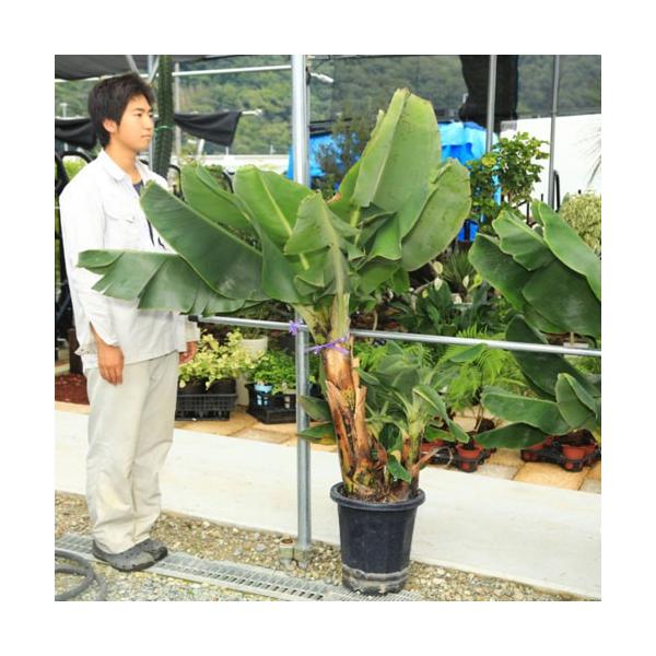 おしゃれ 観葉植物 果樹 バナナの木 ばななのき 青プラポット 佐川便大型商品発送 Fakfakkab Go Id