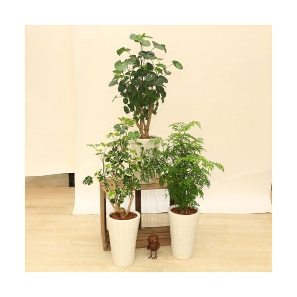 観葉植物：ポリシャス タイワンモミジ*陶器鉢 受皿付 バーク