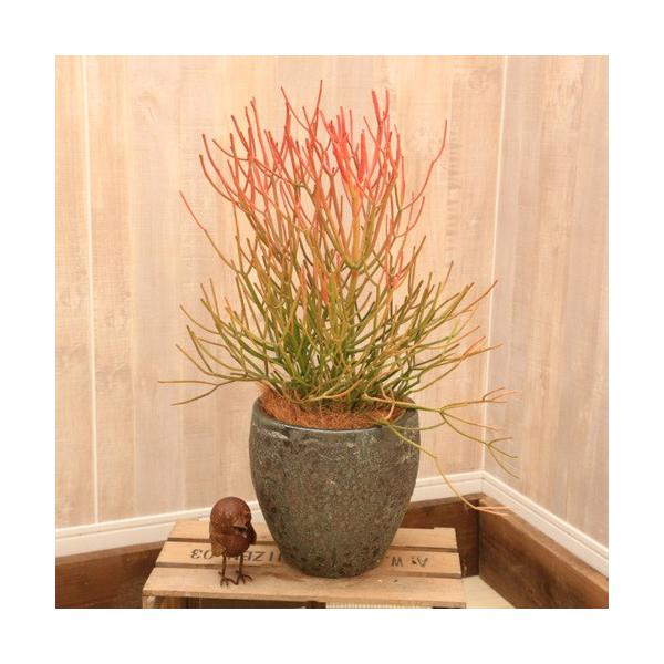 y-bonsai_f4559v