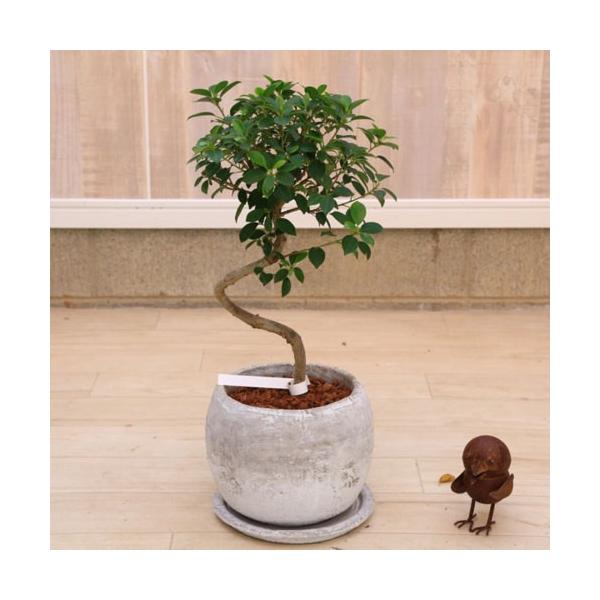 観葉植物 ガジュマル 多幸の木 Mmセメント鉢 受皿付 Buyee Buyee 日本の通販商品 オークションの代理入札 代理購入