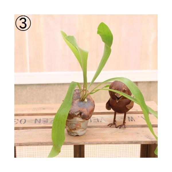 観葉植物：ビカクシダ素焼き鉢*現品 コウモリラン : 遊恵盆栽 Yahoo!店