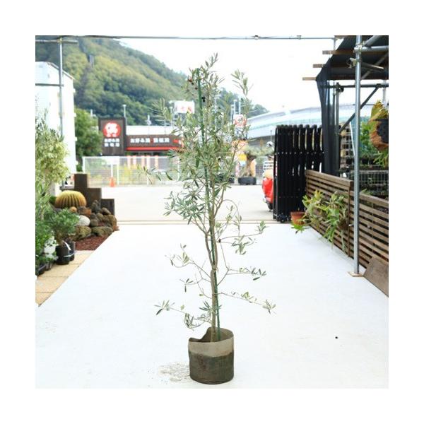 観葉植物 シンボルツリー 庭木：オリーブの木 シプレッシーノ*地中