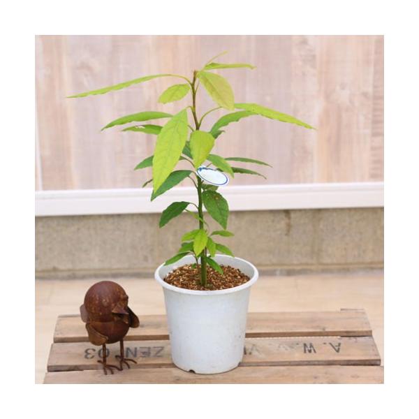 観葉植物 果樹 苗 アボカドの木 Avocado Buyee 日本代购平台 产品购物网站大全 Buyee一站式代购 Bot Online