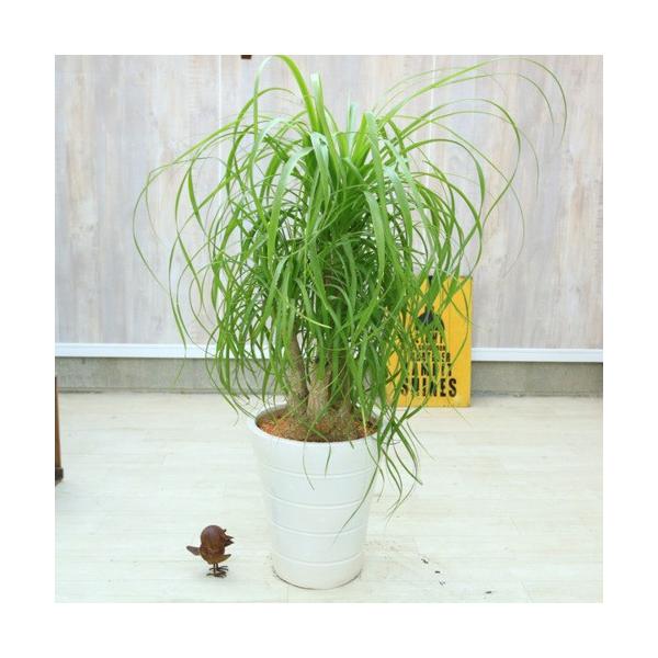 おしゃれ 観葉植物 ポニーテール トックリラン ノリナ ク陶器鉢 受皿付 佐川大型配送 現品 Sale Www Donabeija Pt