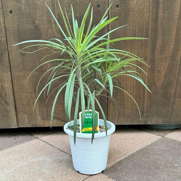 多肉植物・観葉植物：モンキーツリー*プラポット 4号 : 遊恵盆栽 Yahoo