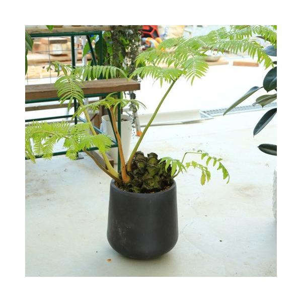 沖縄県産】 特大 リュウビンタイ A とB 2025年最新】リュウビンタイの