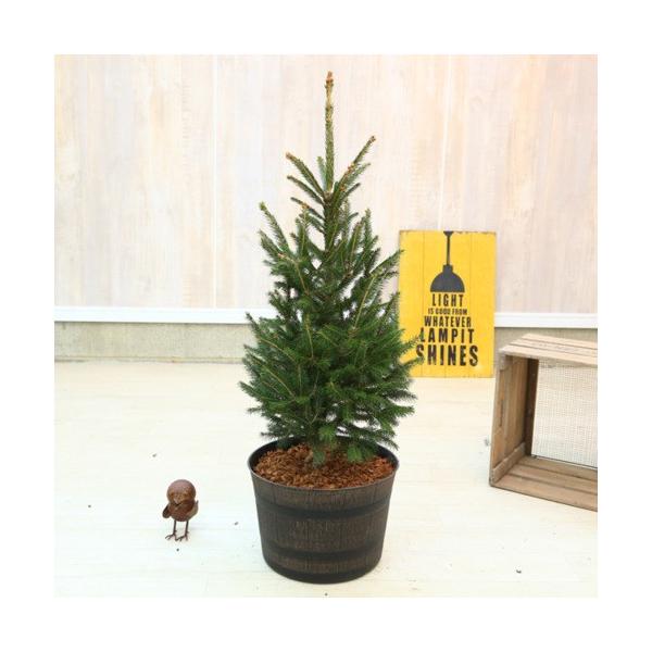 モミの木 苗木 特大200cm❗13号❗綺麗な樹形 クリスマスツリー 鉢植済