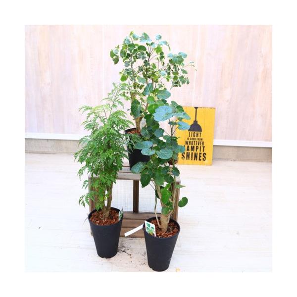 観葉植物：ポリシャス タイワンモミジ*プラポット バーク 品種選べます