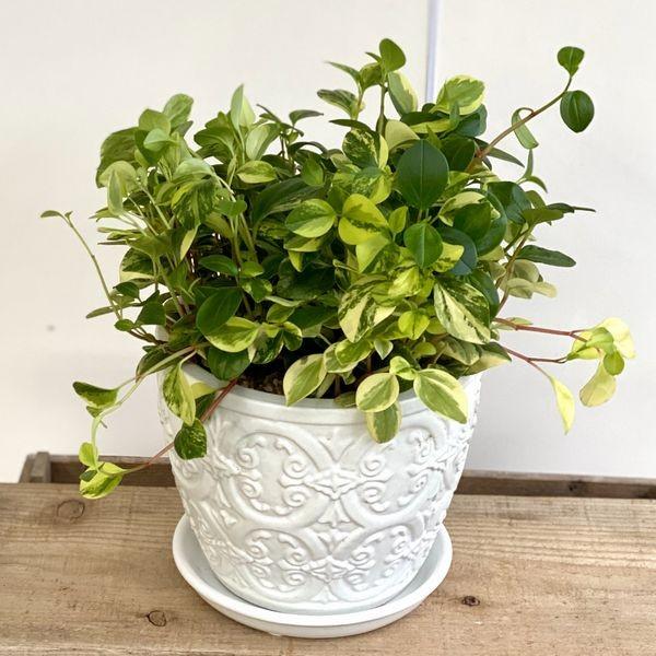 おしゃれ 多肉植物 観葉植物ペペロミア グラベラ 陶器鉢 受皿付 F4645 遊恵盆栽 Yahoo 店 通販 Yahoo ショッピング