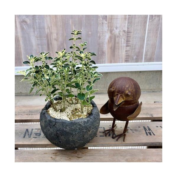 小品盆栽 斑入り白丁花 国産手造鉢 ハクチョウゲ F4655v 遊恵盆栽 Yahoo 店 通販 Yahoo ショッピング