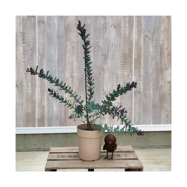 おしゃれ 観葉植物：銀葉アカシア ミモザ ダークアイ* : 遊恵盆栽
