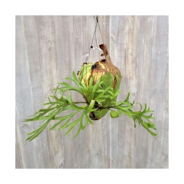 おしゃれ 観葉植物：特大コウモリラン リドコロ ビカクシダ