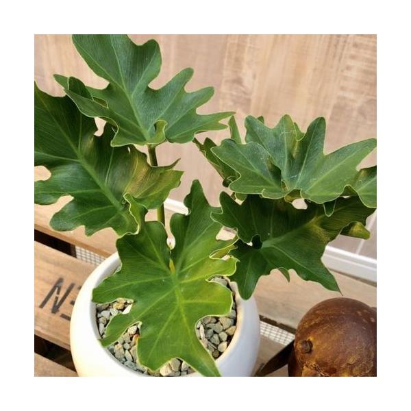 おしゃれ 観葉植物 フィロデンドロン セローム 陶器鉢 受皿付 シロゼオライト Buyee Buyee Japanese Proxy Service Buy From Japan Bot Online