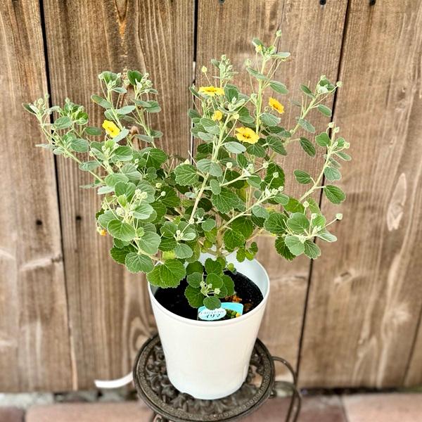 観葉植物 鉢花：ゴールデンレイフラワー イリマ*ハワイアンフラワー 5