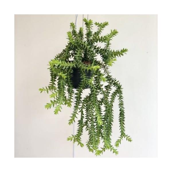 フペルジア ゴエベリー 5号吊り鉢 おしゃれ 観葉植物：フペルジア ゴエベリー*5号 吊り鉢 : 遊恵