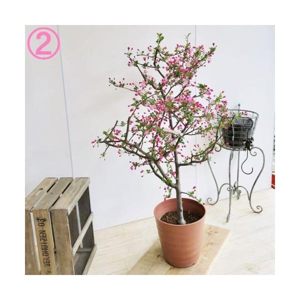 庭木 植木苗 鉢植え 海棠桜 ハナカイドウ 花海棠 樹高 現品選べます 大型佐川急便配送 Khabarbani Com