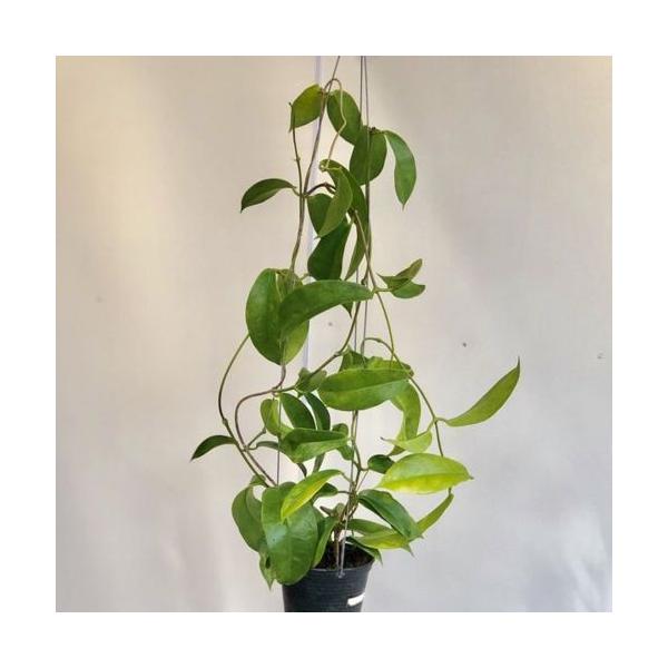 観葉植物：ホヤ*3.5号吊り鉢 : 遊恵盆栽 Yahoo!店 - 通販 - Yahoo
