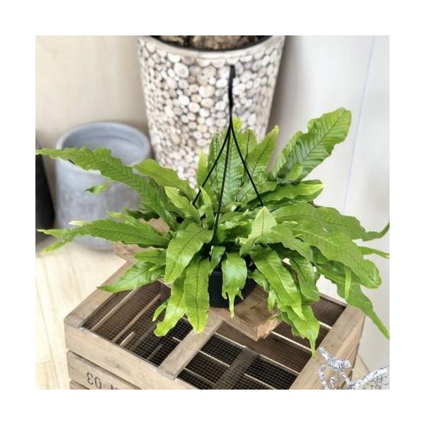 特大　希少　クロコダイルファーン　白鉢セラアート鉢　観葉植物　現物 特大 希少 クロコダイルファーン 白鉢セラアート鉢 観葉植物 現物