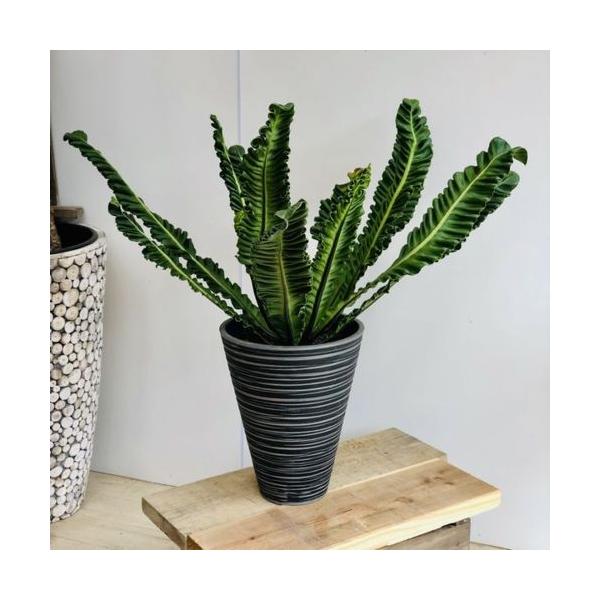 おしゃれ 観葉植物 アスプレニウム コブラ 鉢植え Jsonic Ca