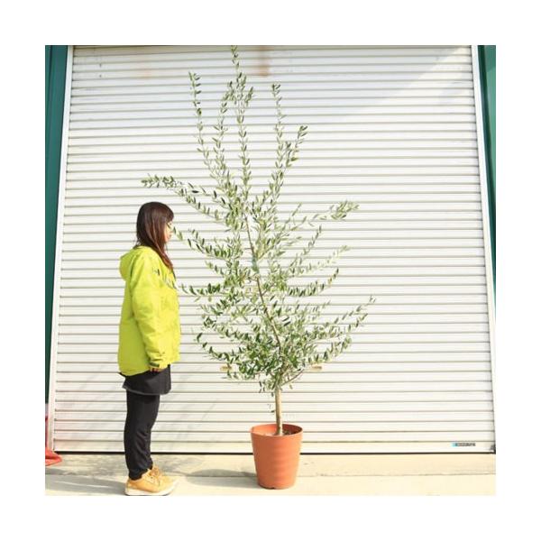 おしゃれ 観葉植物 シンボルツリー：オリーブの木 ベランダ 10号