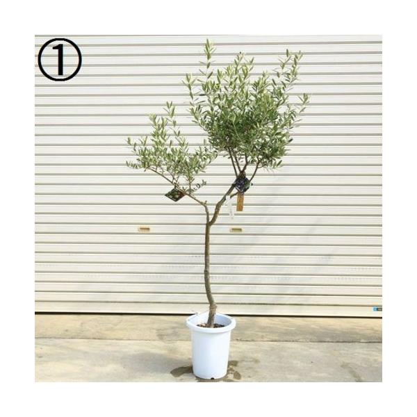 おしゃれ 観葉植物 シンボルツリー：オリーブの木 Oli-me SOUJU