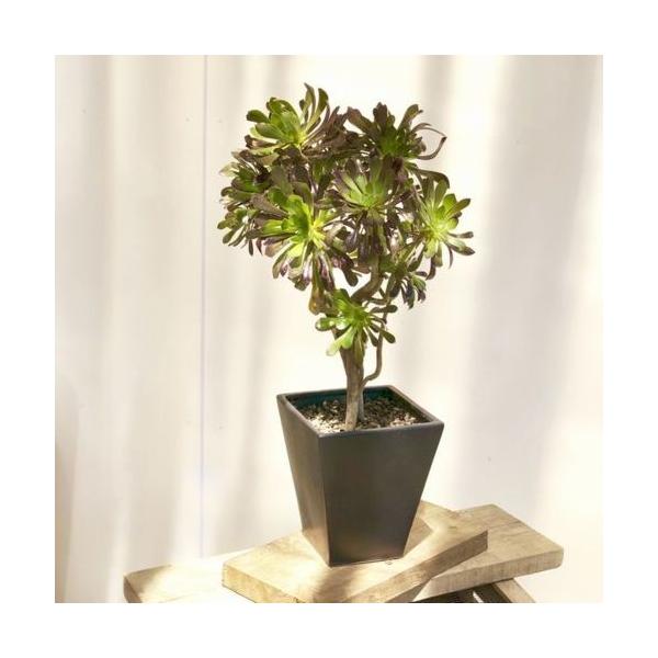 y-bonsai_f4854v