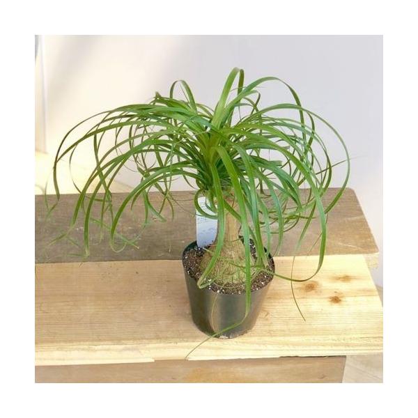 観葉植物 ボーカルニア ノリナ トックリラン 4号 F4903v 遊恵盆栽 Yahoo 店 通販 Yahoo ショッピング