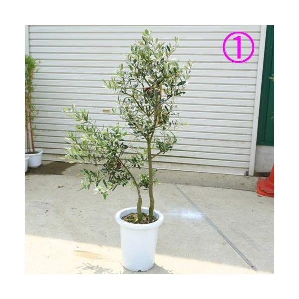 y-bonsai_f4905v
