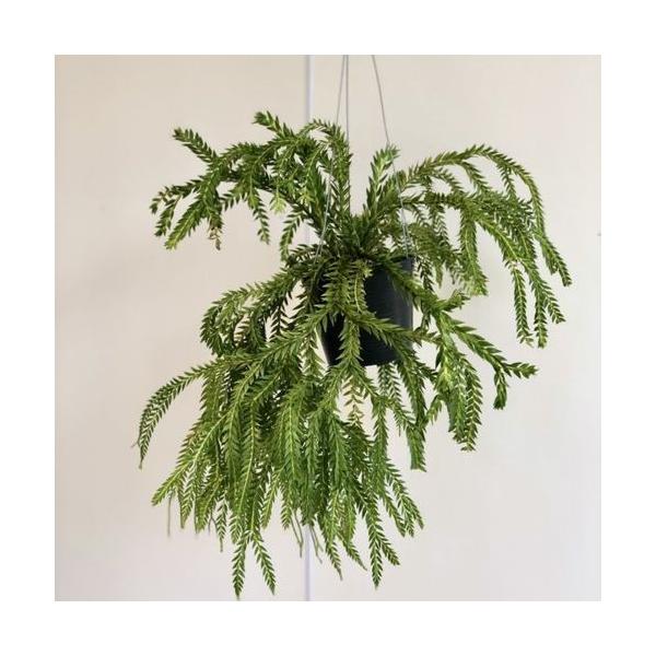 フペルジア フレグマリオイデス 吊り鉢 y-bonsai_f4927v